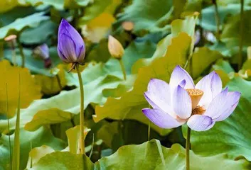 白洋五日看回花 馥馥莲芳入梦来2