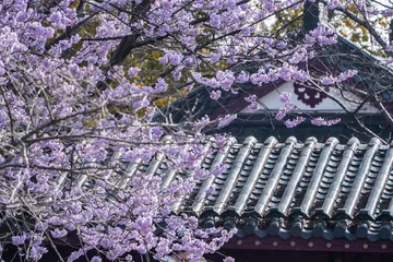 眉山——樱花烂漫 灿若云霞1