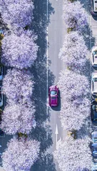 眉山——樱花烂漫 灿若云霞2