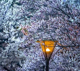 眉山——樱花烂漫 灿若云霞3