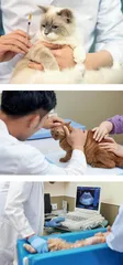 突破3000亿大关 中国宠物经济开启黄金时代2