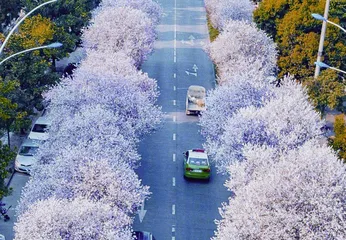 眉山——樱花烂漫 灿若云霞5