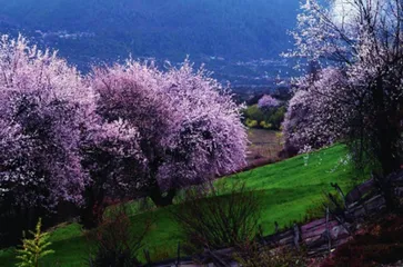 西藏林芝桃花源3