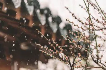 踏雪寻梅好去处