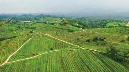卢氏县：以奖代补 勇蹚水土治理新路径
