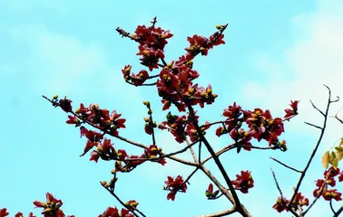 昌江：木棉花开红似火 天上云霞相映红1