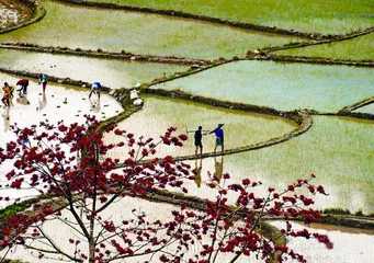 昌江：木棉花开红似火 天上云霞相映红2