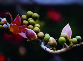 昌江：木棉花开红似火 天上云霞相映红3