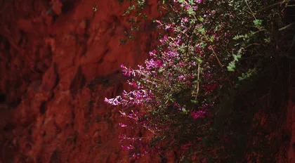 那些花儿，热梦依然1