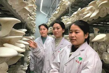 珍稀食用菌优质高效关键技术集成助推产业高质量发展