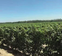 立兰酒庄:以葡萄酒产业绘就闽宁镇发展新画卷1