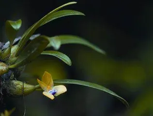 兰馨与画艺