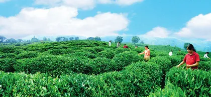 世界茶乡——中国普洱