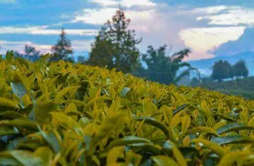 世界茶乡——中国普洱1