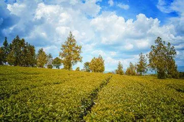 世界茶乡——中国普洱2