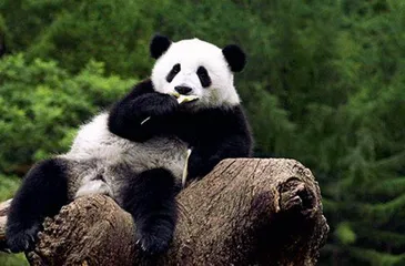 华夏文明的祖脉9