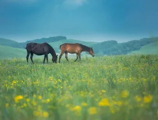 苗族传统文体活动6