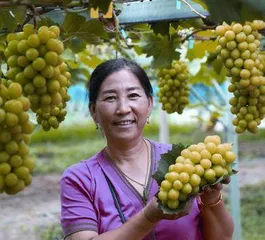 叶明兰和她的四季春果园