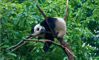 华夏脉络 梦幻秦岭4