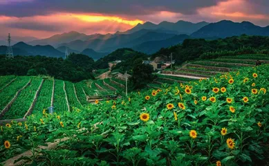 向阳而生“幸福花”共富路上绽芳华