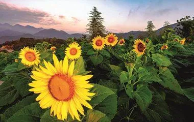 向阳而生“幸福花”共富路上绽芳华1