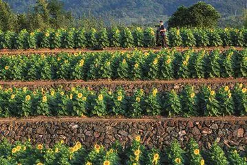 向阳而生“幸福花”共富路上绽芳华2