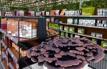 河南世纪香：用心推进食用菌产业高质量发展1