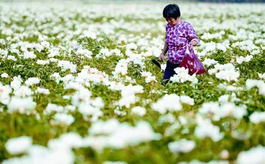 菏泽牡丹满城香 富民之花新爆点4