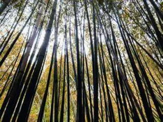 乡村振兴 洛宁“样板”2