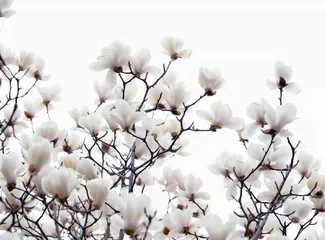 玉兰花开幸福来