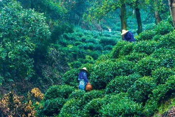 世界各地饮茶习俗1