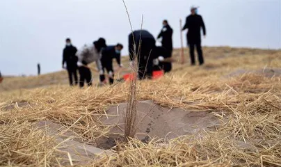 逾四千株治沙植物被自驾车碾压