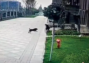 犬伤人,为何一再发生?1
