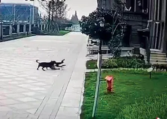 犬伤人,为何一再发生?2