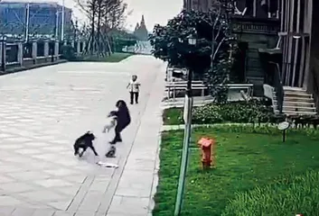 犬伤人,为何一再发生?3
