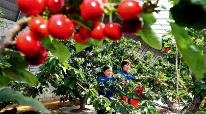 春日采摘忙  不负好时光