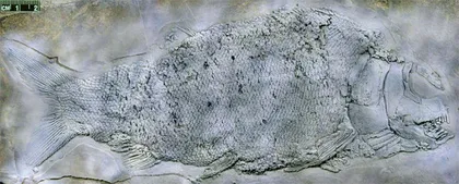 化石新发现 探秘古生物2