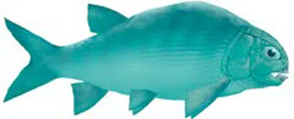化石新发现 探秘古生物3