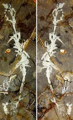 化石新发现 探秘古生物4