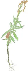 化石新发现 探秘古生物5