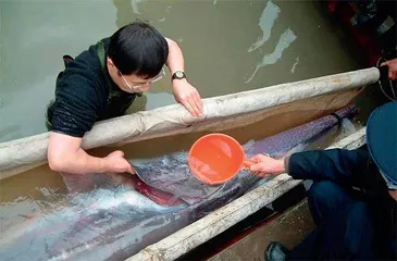 白鲟灭绝背后:珍稀水生动物的生存困境1