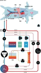 科学家“复活”一头猪,人类离死而复生还有多远?1