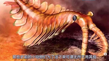 科普UP主“芳斯塔芙” 给不穿鞋的人穿上鞋子1