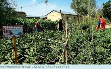 “初心菜园”暖人心 