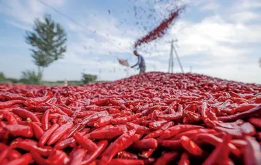 中国“辣”味江湖