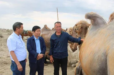 诚信为本立天下  驼奶香飘进万家