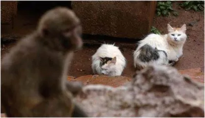 千里“救”猫