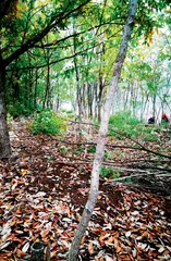 河南唯一的水上护林队48载把荒山秃岭绣成林海