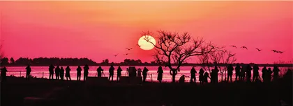 与大天鹅相约在荣成8
