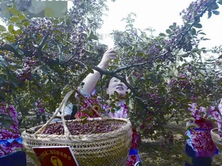 “双椒一药”成致富良方